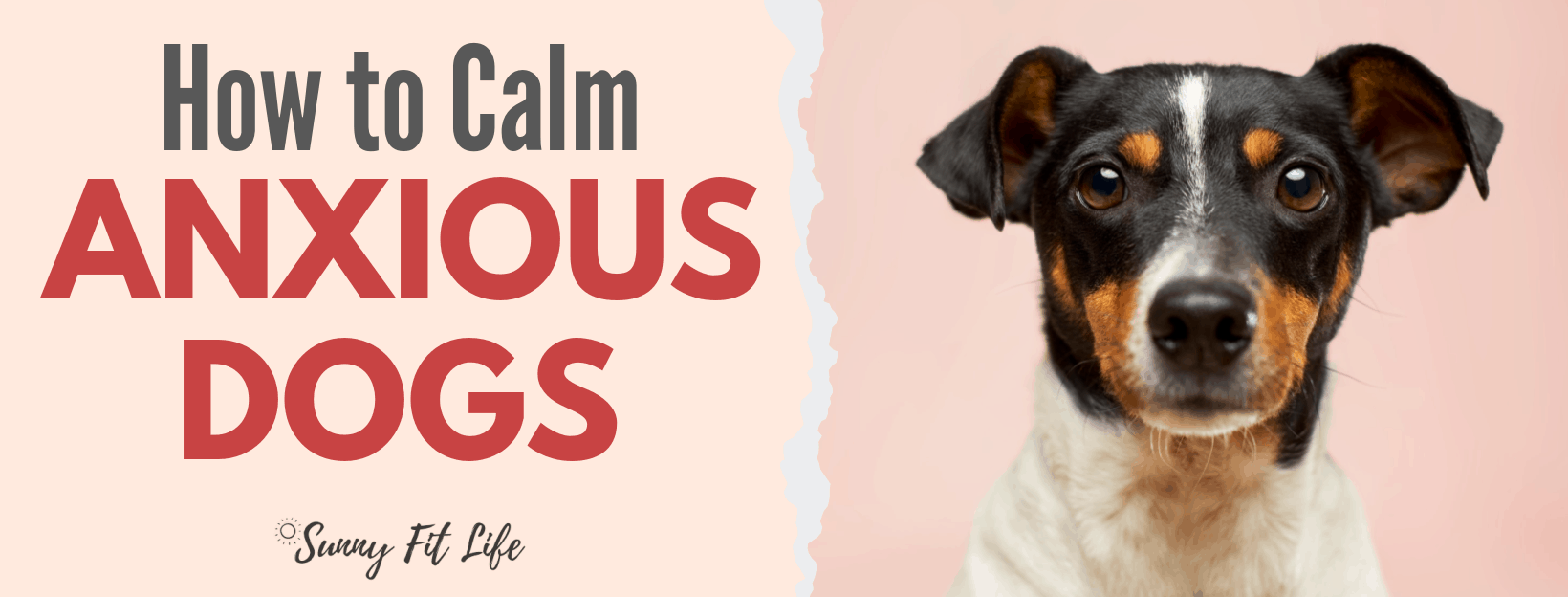 Calm Anxious Dogs: Dog Anxiety Remedies Relief